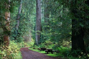 redwood-national-park2